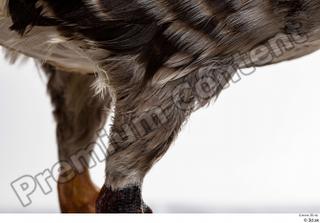 Greater white-fronted goose Anser albifrons leg 0012.jpg